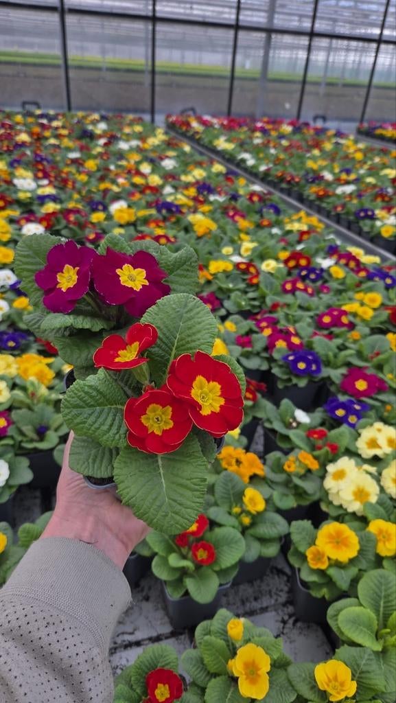 Primula Vulgaris - restpartij - spotgoedkoop - 100 of meer, Tuin en Terras, Planten | Tuinplanten, Ophalen of Verzenden, Overige soorten