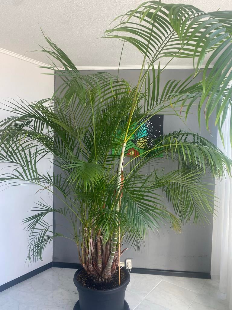 Grote Areca Palm - Kamerplant in pot, Huis en Inrichting, Kamerplanten, Palm, In pot, 150 tot 200 cm, Groene kamerplant