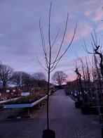 Castanea Sativa - Tamme Kastanje boom, Overige soorten, 250 tot 400 cm, Zomer, Ophalen