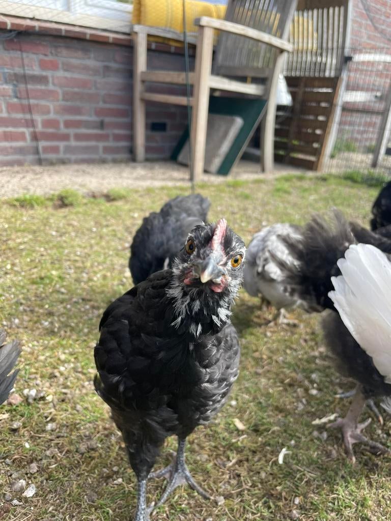 Kleurenlegger haantjes te koop, Mannelijk, Kip