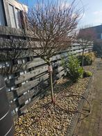 Salix "flamingo", Ophalen, Volle zon, Overige soorten