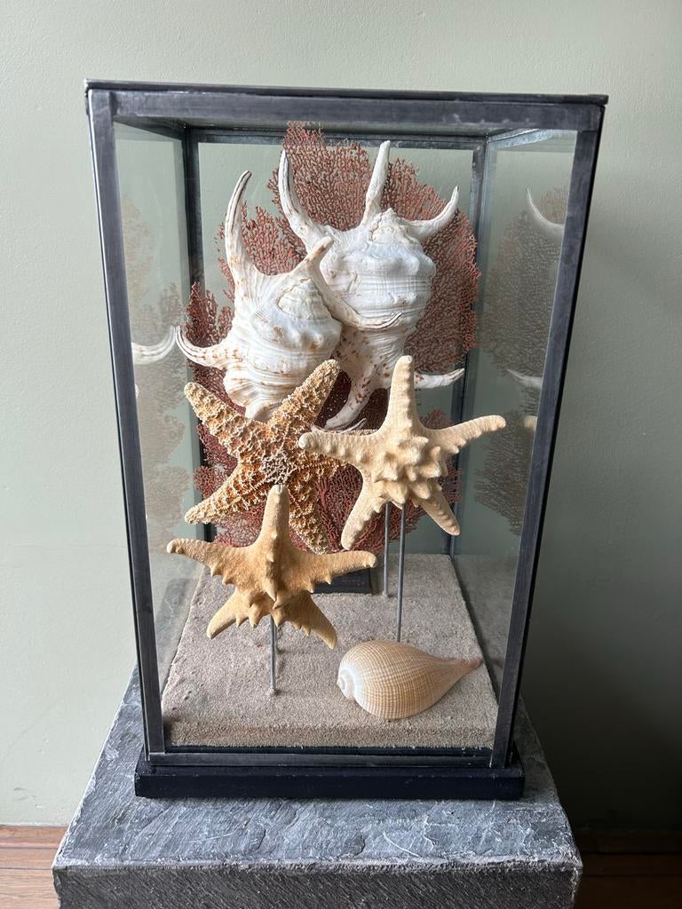Vitrinekastje met zeesterren en schelpen, Ophalen, Gebruikt, Meerkleurig, Overige stijlen