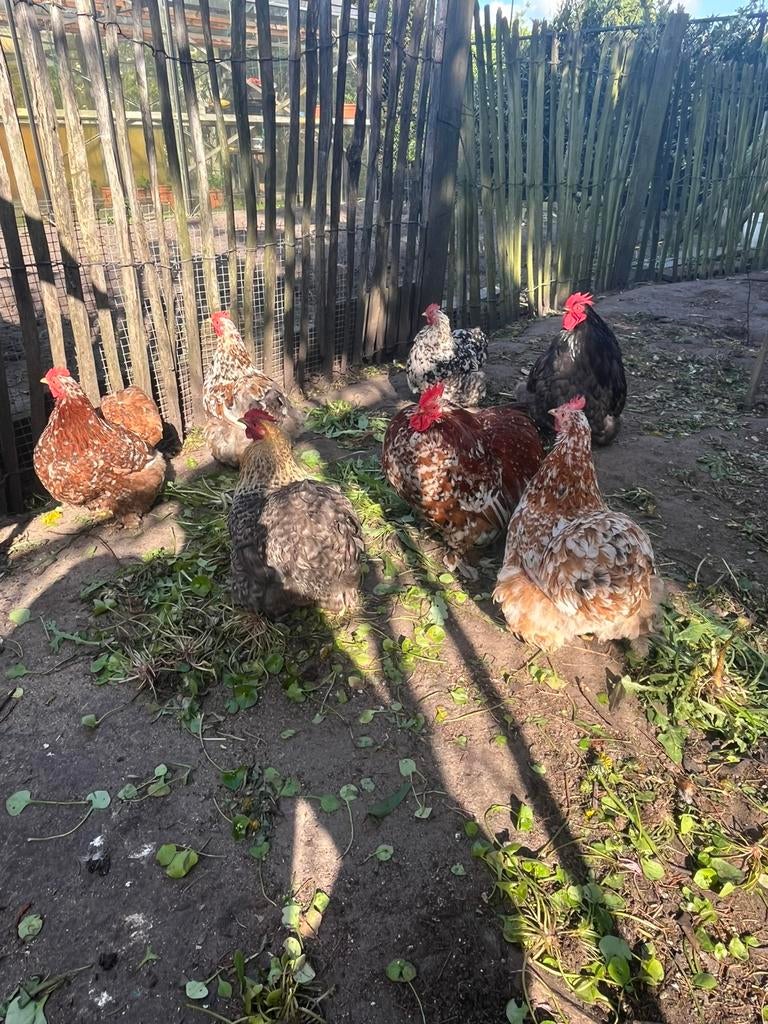 Cochin broedeieren, Dieren en Toebehoren, Geslacht onbekend, Kip