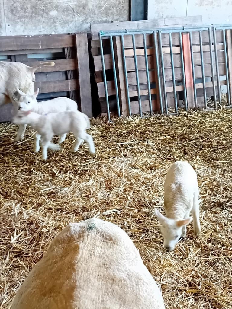 Welkoop Lammeren Opfokmelk - Lammerenmelk - Welkoop