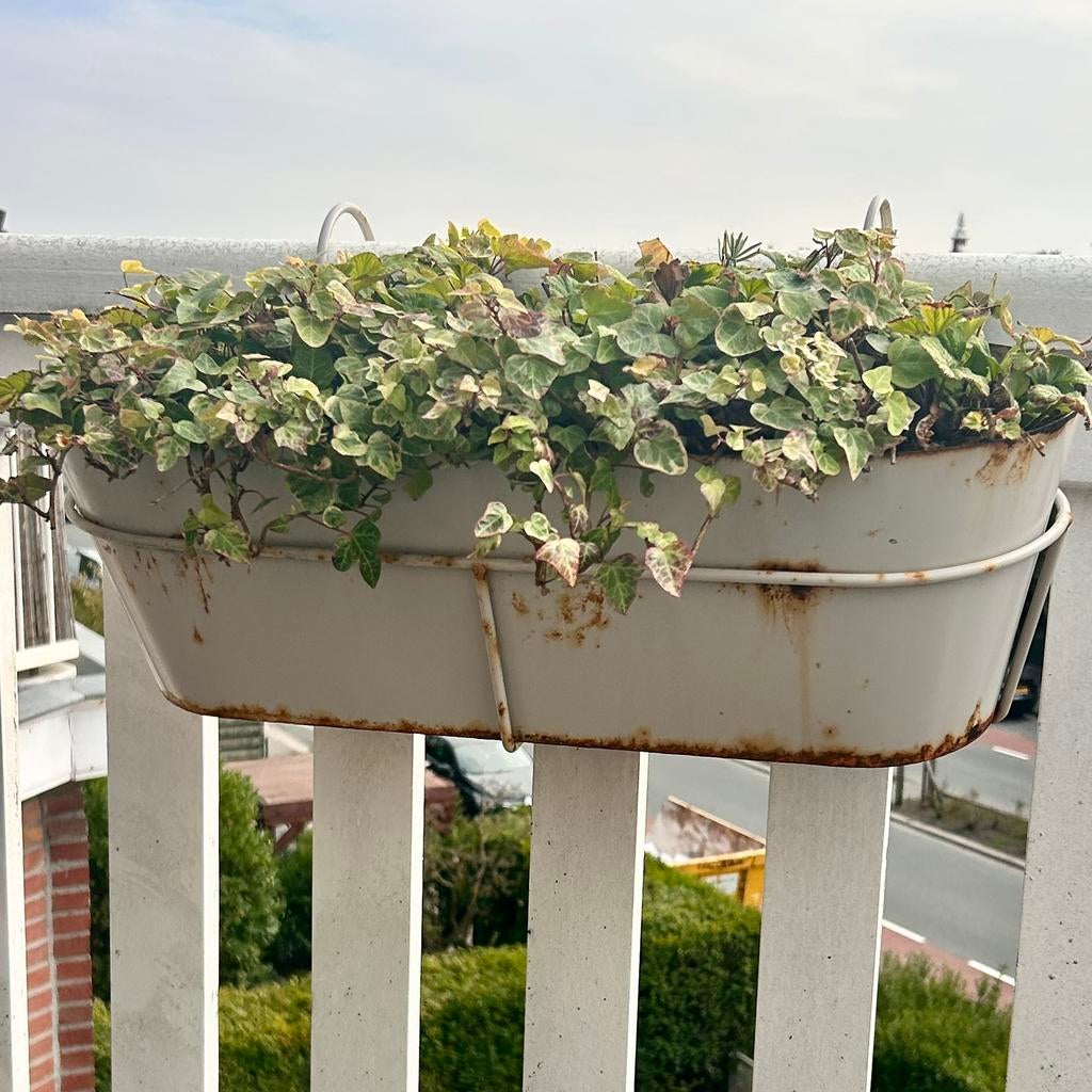 Balcony box with mixed plants, Tuin en Terras, Planten | Bomen, Ophalen, Volle zon, Overige soorten, 100 tot 250 cm