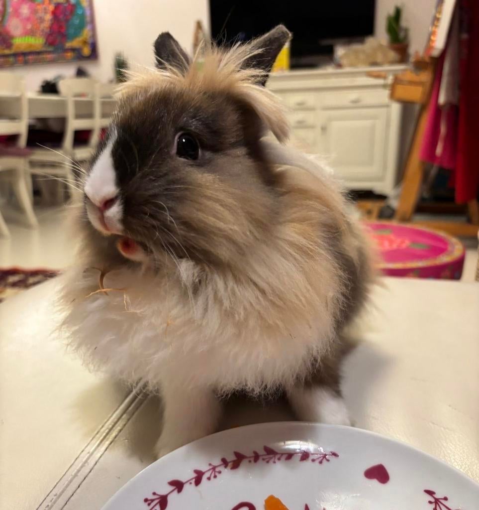 Konijn mix Vos vrouwtje Voedster ca 10 maanden, Vrouwelijk, Klein, 0 tot 2 jaar