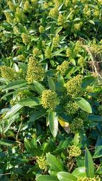 Snij heesters, Ophalen, Overige soorten, Minder dan 100 cm