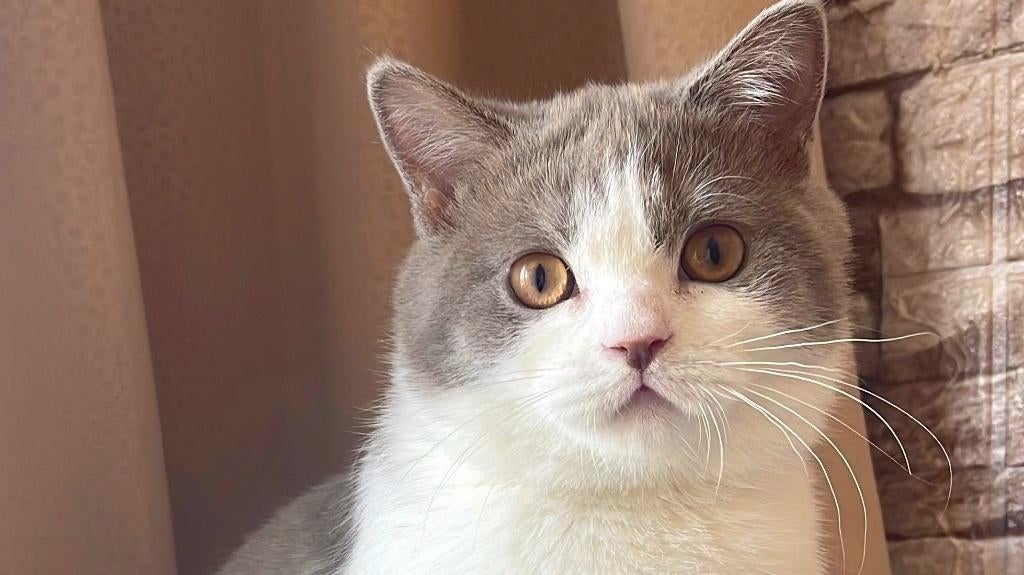 Prachtig Brits Korthaar kitten met stamboom, Dieren en Toebehoren, Kater, Met stamboom, 0 tot 2 jaar