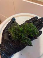 Zeldzaam Buce Moss op hout, aquarium mos, Dieren en Toebehoren, Ophalen of Verzenden, Plant(en), Steen of Hout
