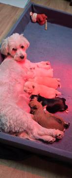 Boomer pups, 8 tot 15 weken, Meerdere, Meerdere dieren, Klein