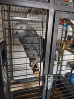 Tamme pratende grijze roodstaart met nieuwe kooi, Dieren en Toebehoren, Vogels | Parkieten en Papegaaien, Mannelijk, Papegaai