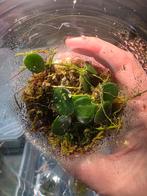 Terrarium planten, Ophalen of Verzenden, Halfschaduw, Minder dan 100 cm