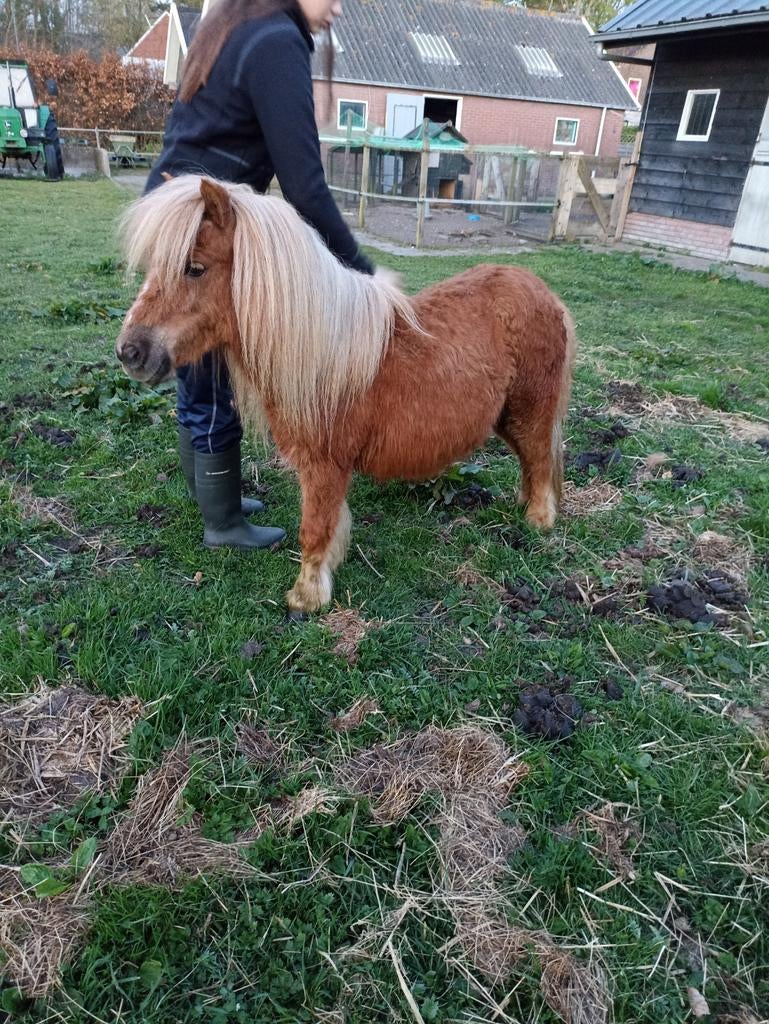 2 prachtige, shetland merries. NSPS stamboek., Dieren en Toebehoren, Merrie, Met stamboom, A pony (tot 1.17m), 7 tot 10 jaar