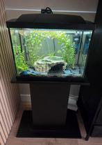 Aquarium met vissen, Dieren en Toebehoren, Ophalen, Zo goed als nieuw, Gevuld zoetwateraquarium