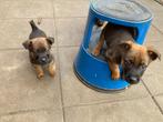 Prachtige lieve pups, Rottweiler-Mechelse x Mechelse herder, Dieren en Toebehoren, Honden | Herdershonden en Veedrijvers, Overige rassen