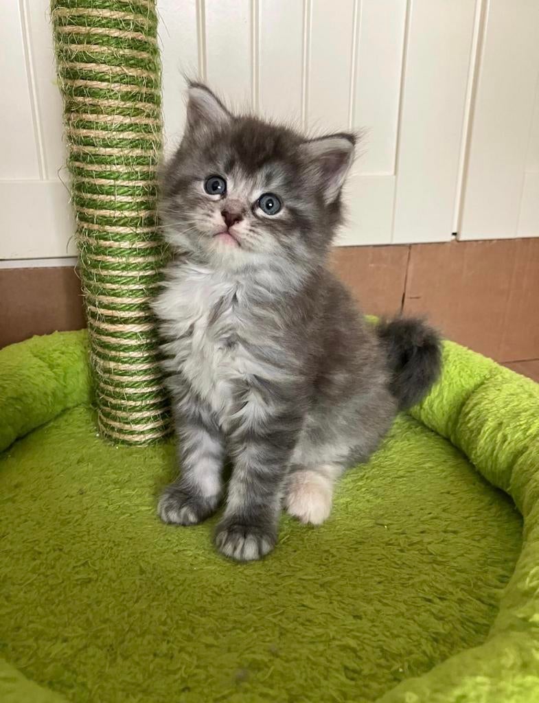 Maine Coon kittens, Dieren en Toebehoren, Meerdere dieren, Ontwormd, 0 tot 2 jaar