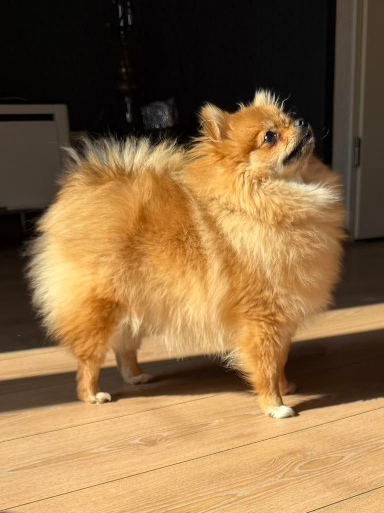 Toy pomeriaan teefje - klein formaat - paspoort - stamboom, Keeshond, 15 weken tot 1 jaar, Teef, Parvo