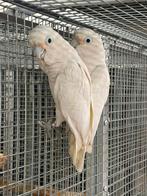 1-1 Goffini Kaketoe, Dieren en Toebehoren, Vogels | Parkieten en Papegaaien, Mannelijk, Papegaai, Geringd