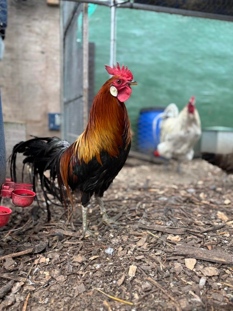 Onagadori haan te koop, Dieren en Toebehoren, Mannelijk, Kip