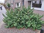 Escalonia Pink Elle, Tuin en Terras, Planten | Tuinplanten, Volle zon, Vaste plant, Zomer, Ophalen