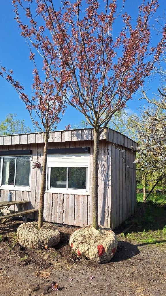 Japanse sierkers, Tuin en Terras, Planten | Bomen, Ophalen, Halfschaduw, Overige soorten, Lente