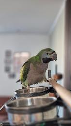 Jonge tamme Derbyan parkiet - man, Mannelijk, Parkiet, Pratend