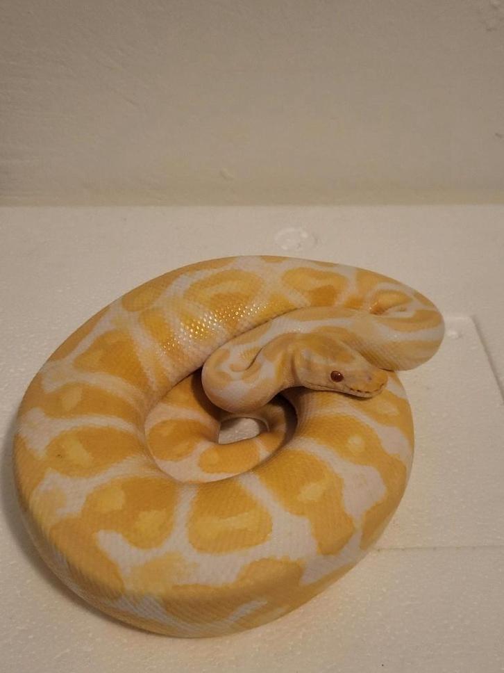 2 Koningspythons te koop. Moeten weg Ball Python - male for sale from tdijkstra1987