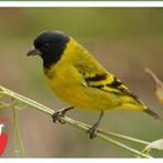 Koppel zwartkopsijzen geringd 2025, Meerdere dieren, Geringd