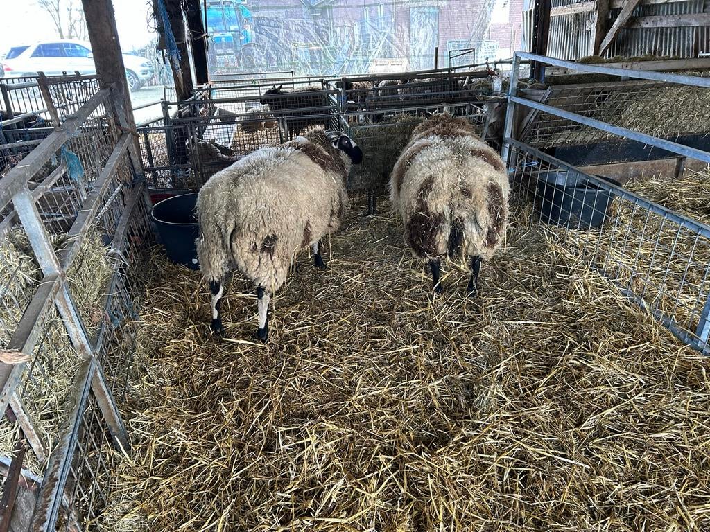 2 zuivere bonte dekrammen, Dieren en Toebehoren, Schapen, Geiten en Varkens, Mannelijk, Schaap