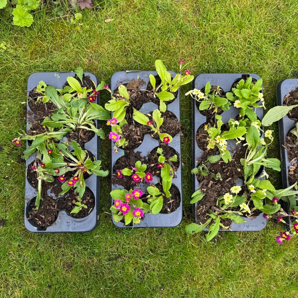 Primula Vulgaris, Ophalen, Bodembedekkers, Vaste plant, Halfschaduw