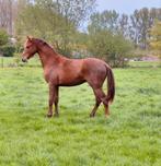 Te koop 2 jarige kwpn dressuur hengst paard dressuurpaard, Met stamboom, Dressuurpaard, 0 tot 2 jaar, Hengst