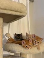 Lieve kittens Turkse Angora x Britse Korthaar, Meerdere dieren, Ontwormd, 0 tot 2 jaar