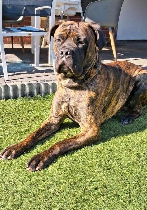 Dekreu (Cane Corso X Bullmastiff) beschikbaar / dek reu, Dieren en Toebehoren, Reu, 1 tot 2 jaar, Eén hond, Nederland