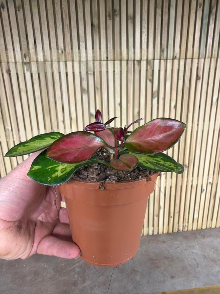 Hoya Australis Lisa - Prachtige wasbloem in 13cm pot, Huis en Inrichting, Kamerplanten, Ophalen of Verzenden