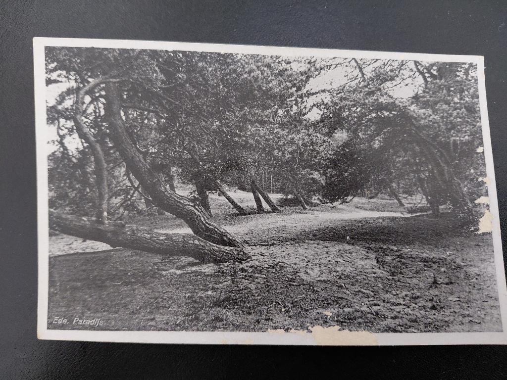 Ede, boszicht, paradijs, gelopen, 1946,, Verzenden, 1940 tot 1960, Gelopen, Gelderland