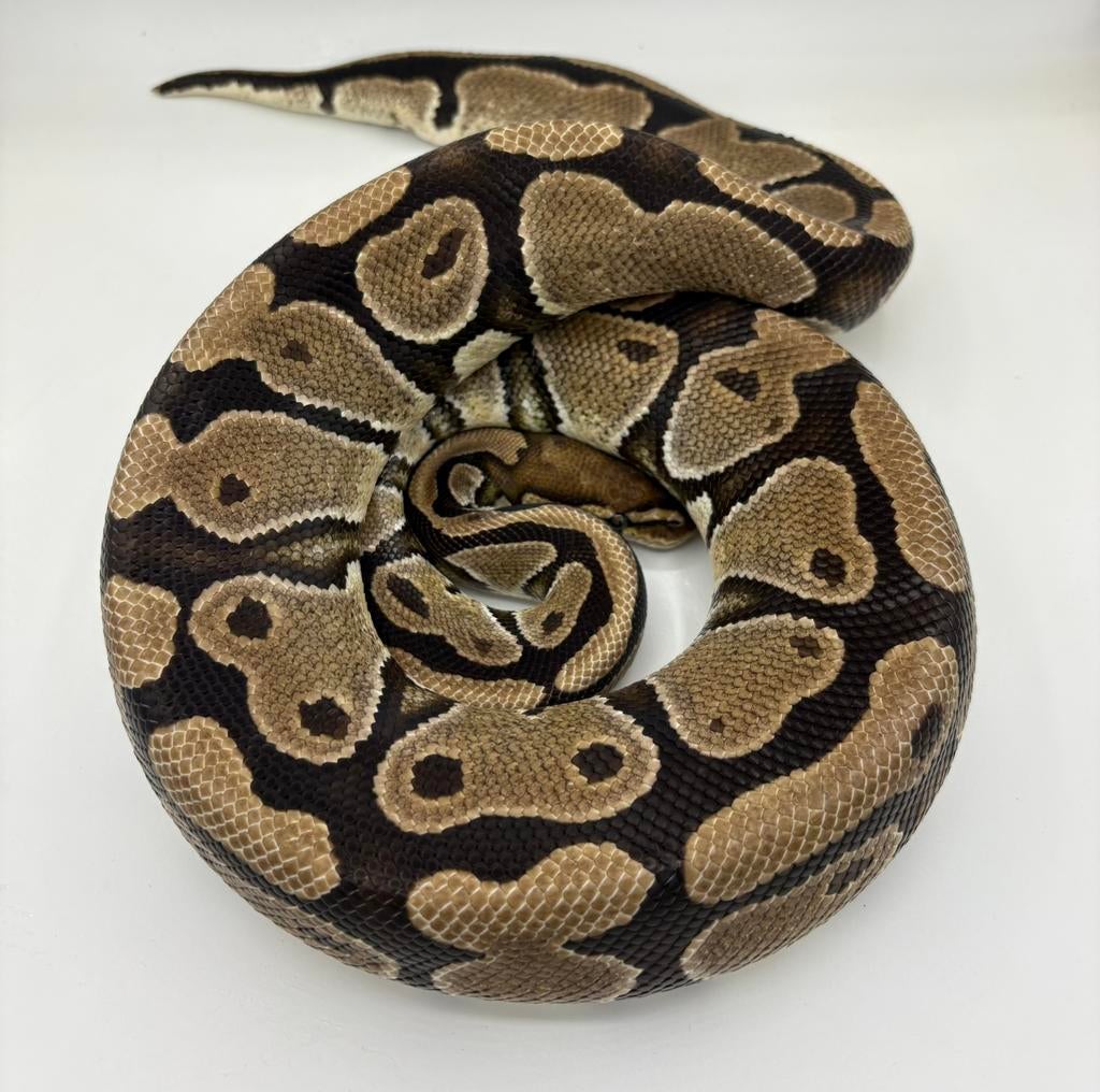 Web het clown vrouw koningspython ballpython. Ball Python - female for sale from willems