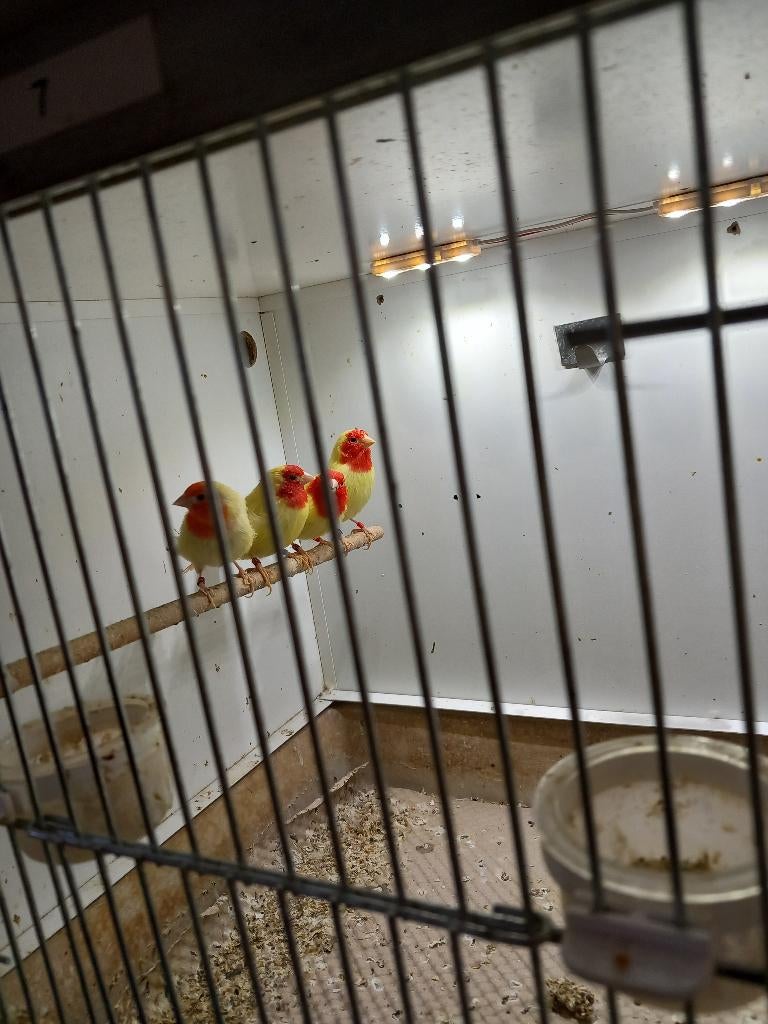 Lutino roodkop papagaai amadines, Dieren en Toebehoren, Vogels | Overige Vogels, Meerdere dieren, Tropenvogel, Geringd