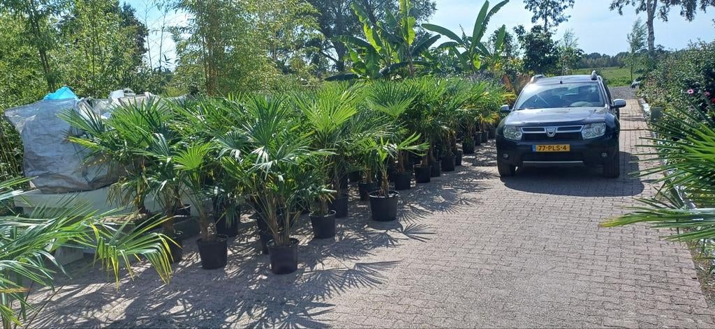 Verschillende soorten palmen en yucca, Ophalen, Overige soorten, Volle zon