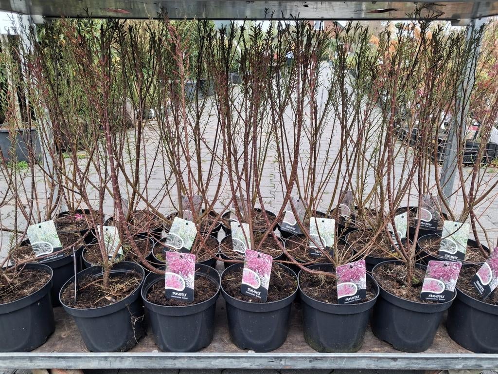 Tamarix Ramosissima 'Rubra' en 'Hulsdonk White', Ophalen of Verzenden, Overige soorten, Struik, Minder dan 100 cm