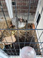 Konijnenhok nieuw met konijn en bakjes, Dieren en Toebehoren, Knaagdieren en Konijnen | Hokken en Kooien, Konijn, Hok, Ophalen