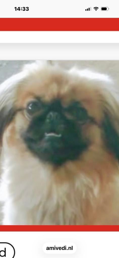 Vermist sinds gisteren