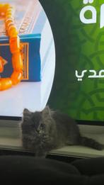 British longhair, Poes