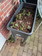 Elho kweekbak moestuin op poten - Slakkenvrij tuinieren, Tuin en Terras, Bloembakken en Plantenbakken, Ophalen, Kunststof, Gebruikt
