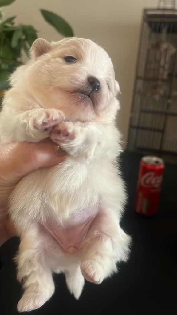 Pompriaan zoekt kei goed huisje, Dieren en Toebehoren, Honden | Chihuahua's en Gezelschapshonden, Overige rassen, 8 tot 15 weken