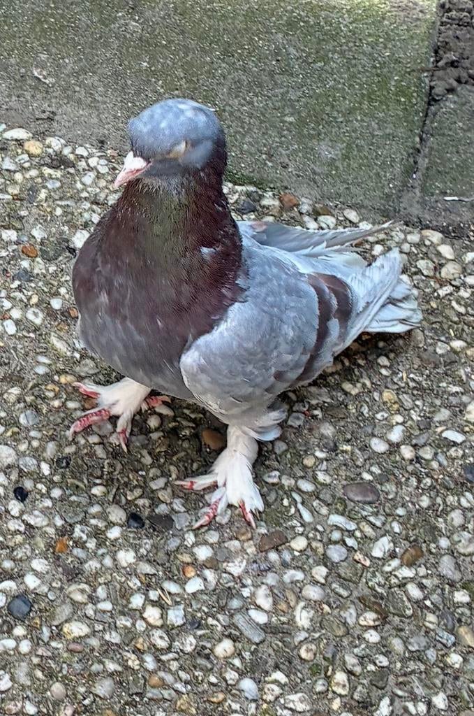 Takla, Dieren en Toebehoren, Mannelijk, Kropper