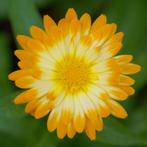 Zaden goudsbloem Oopsy Daisy (Calendula officinalis), Ophalen of Verzenden, Voorjaar, Volle zon, Zaad