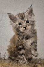 Maine coon katertje met stamboom (kampioen lijn), Dieren en Toebehoren, Katten en Kittens | Raskatten | Langhaar, Kater, Met stamboom