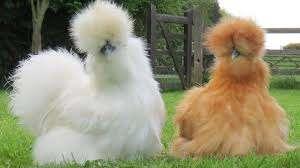 Zijdehoen kippen in verschillende kleuren, Dieren en Toebehoren, Pluimvee, Kip, Vrouwelijk