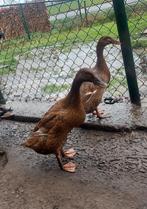 Indische loopeenden broedeieren