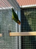 Meyer lori, Dieren en Toebehoren, Vogels | Parkieten en Papegaaien, Mannelijk, Papegaai